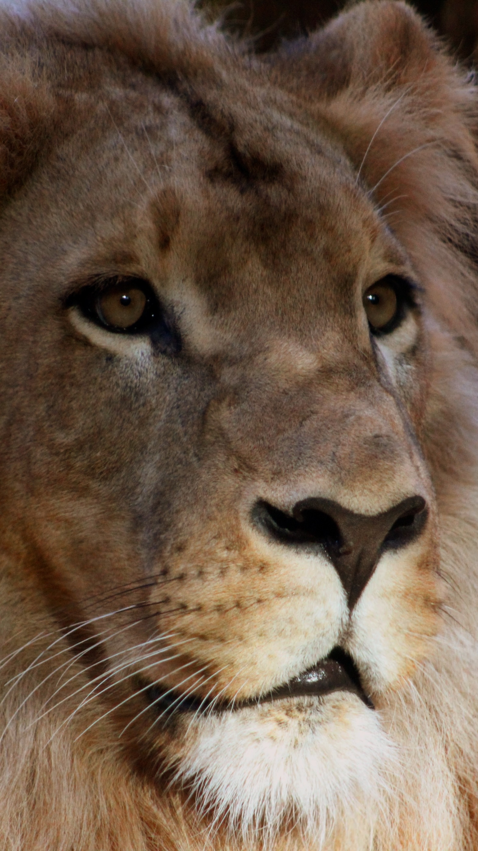 lion