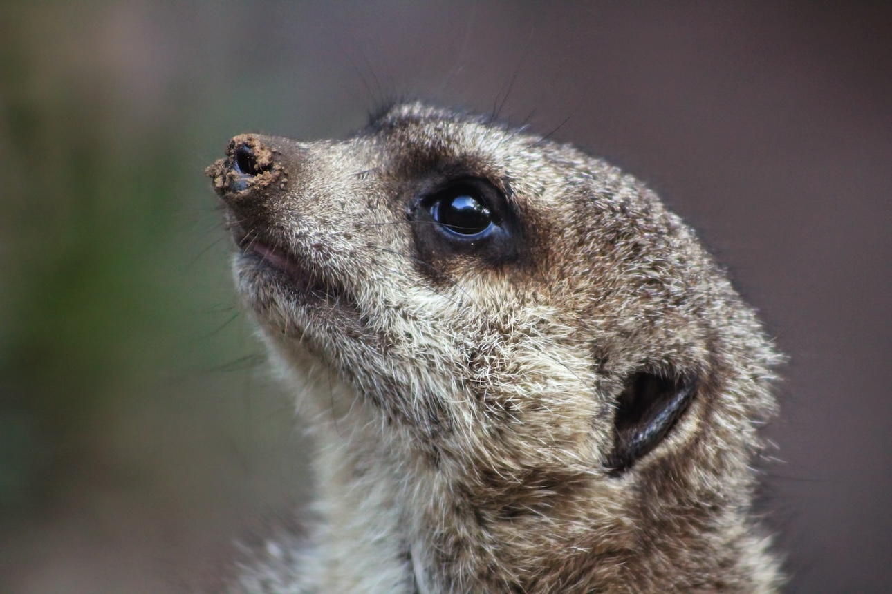 meercat